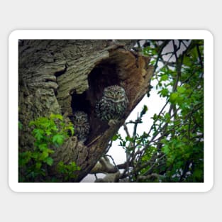 Little Owls on the nest Sticker